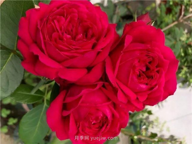 夏天隨便養，20個(gè)不怕熱的耐熱月季品種推薦(圖1)