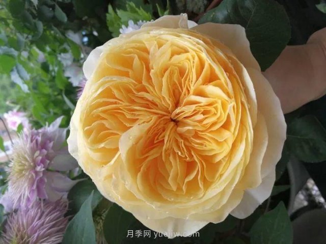 夏天隨便養，20個(gè)不怕熱的耐熱月季品種推薦(圖19)