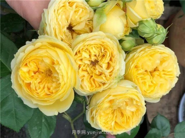 夏天隨便養，20個(gè)不怕熱的耐熱月季品種推薦(圖13)