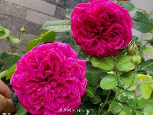 夏天隨便養，20個(gè)不怕熱的耐熱月季品種推薦(圖7)