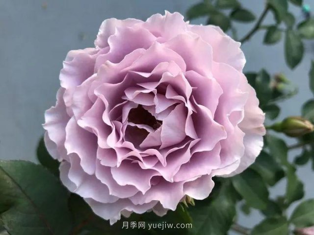 夏天隨便養，20個(gè)不怕熱的耐熱月季品種推薦(圖12)