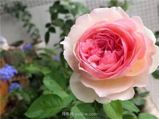夏天隨便養，20個(gè)不怕熱的耐熱月季品種推薦(圖18)