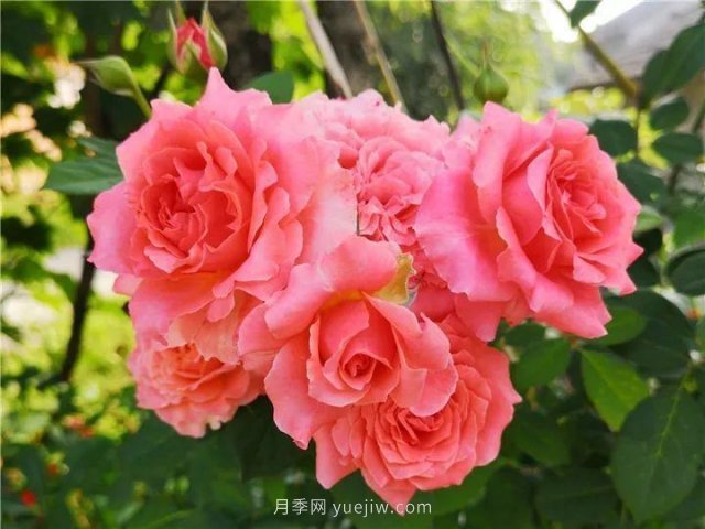 夏天隨便養，20個(gè)不怕熱的耐熱月季品種推薦(圖8)