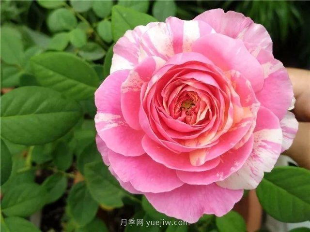 夏天隨便養，20個(gè)不怕熱的耐熱月季品種推薦(圖3)