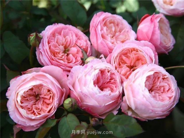 夏天隨便養，20個(gè)不怕熱的耐熱月季品種推薦(圖17)