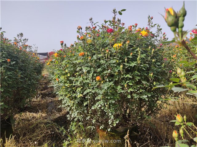 夏季高溫，樹(shù)木和月季移栽后如何?；?圖1)