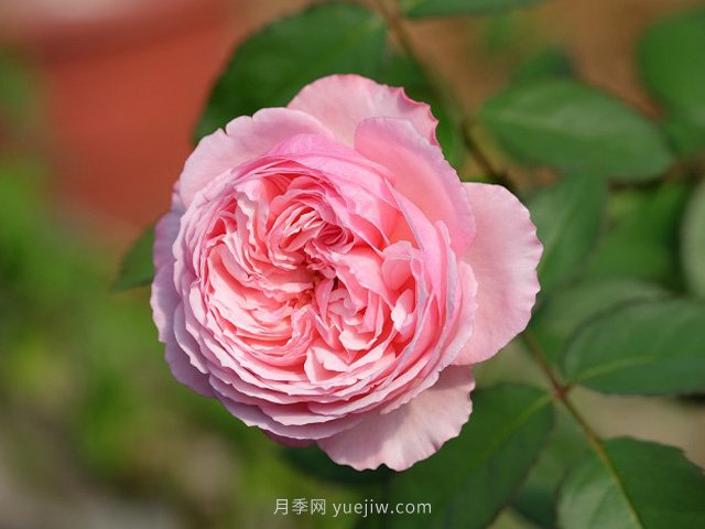 雨季如何做好苗木的防澇準備工作，才能減少苗圃損失？(圖1)