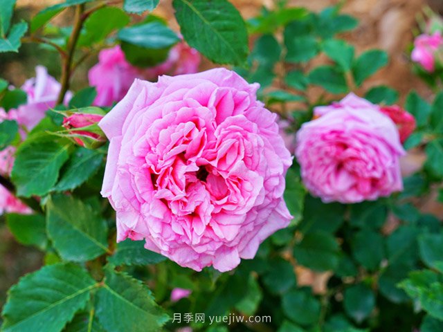 賞花經(jīng)濟興起，這幾個(gè)樹(shù)種或將成為苗木行業(yè)新機遇！(圖1)