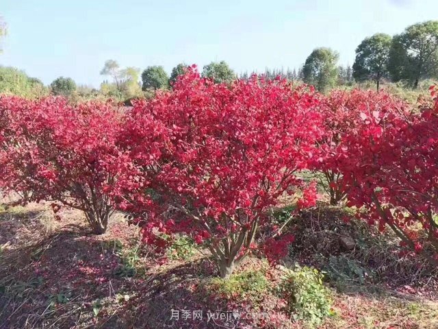 想依靠叢生苗賺大錢(qián)，你得先看透這些問(wèn)題(圖1)