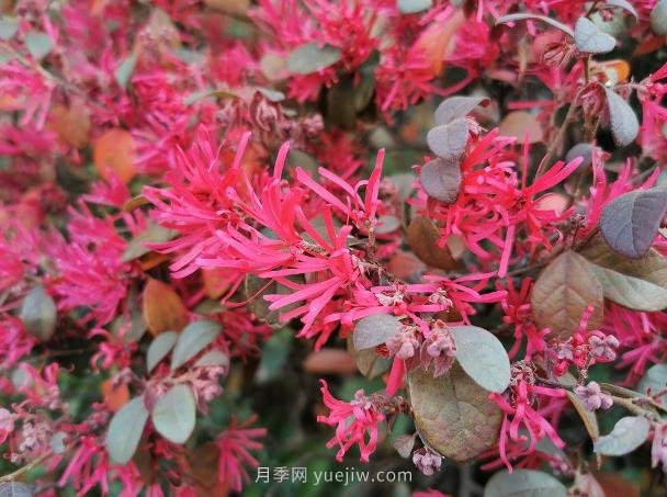 紅花檵木的養護管理(圖1)