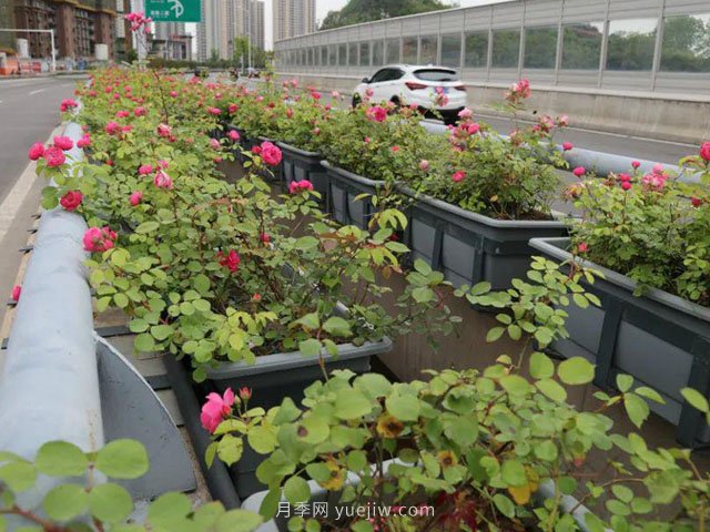 為什么自家基地的苗木總是賣(mài)不出去？(圖1)