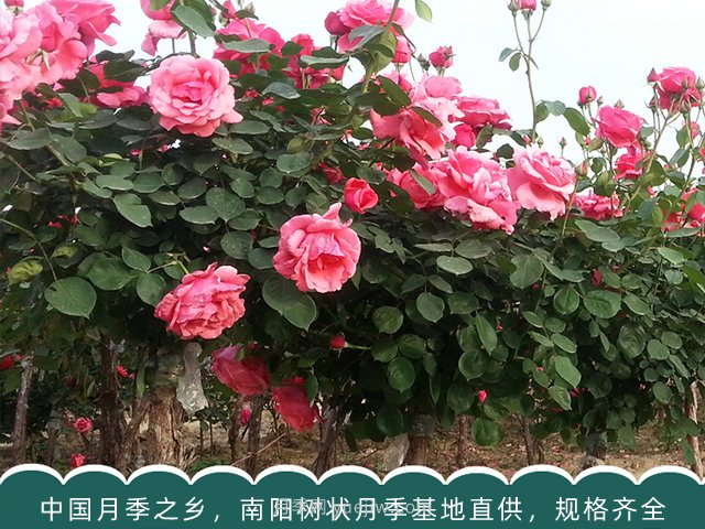 月季苗木一般是批發(fā)給誰(shuí)了？(圖1)