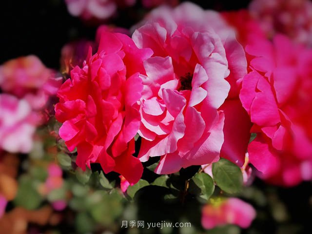 家庭園藝花卉養護小知識(圖1)