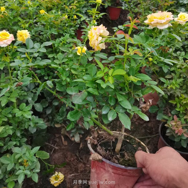 雙色營(yíng)養杯歐月盆栽月季批發(fā)(圖2)