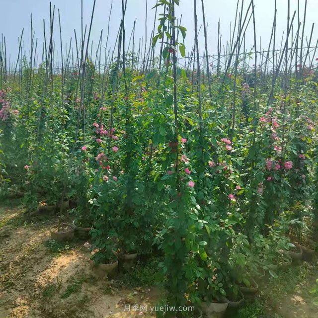 南陽(yáng)藤本月季基地大量出售，品種花色多(圖1)