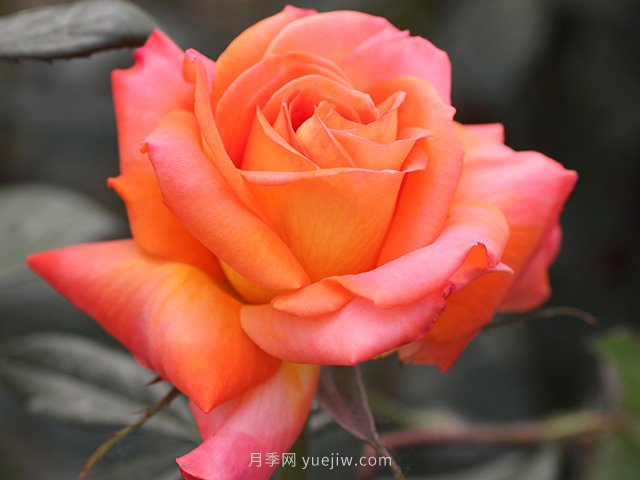 東方之子月季的優(yōu)缺點(diǎn)是什么？(圖1)