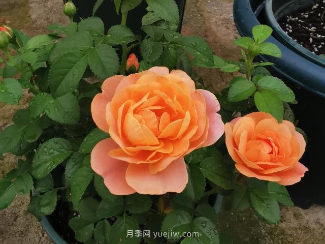 新手養月季，不能錯過(guò)入門(mén)級的果汁陽(yáng)臺(圖1)