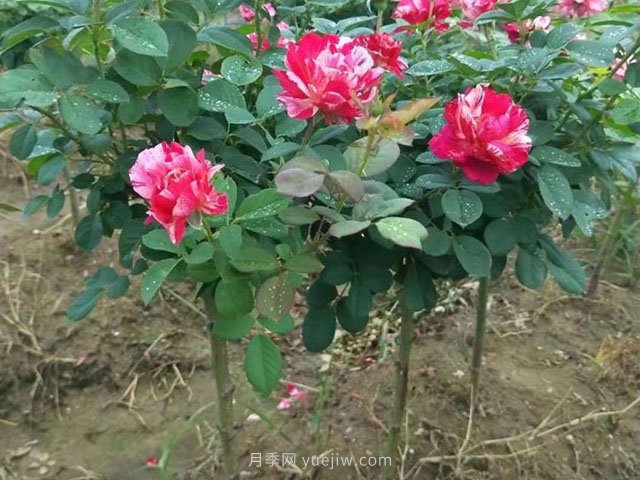 月季花適當追肥，秋天可以盛開(kāi)(圖1)