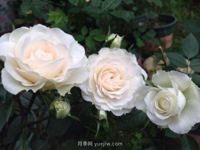 月亮王陽(yáng)臺月季(圖3)