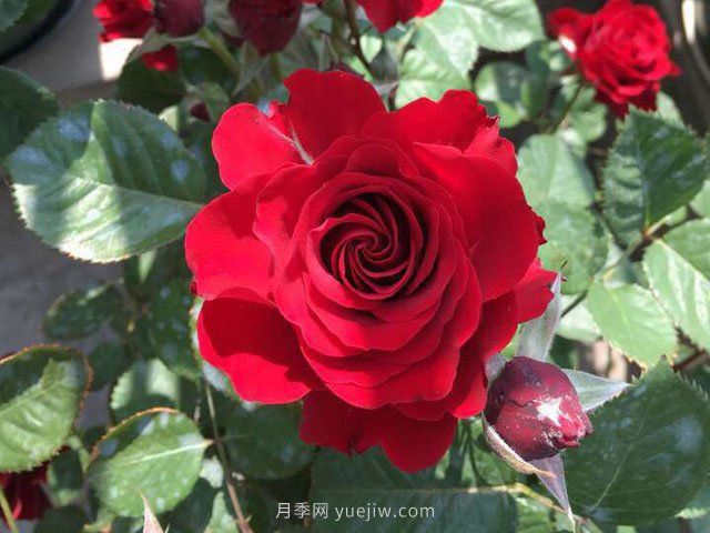日蝕王陽(yáng)臺月季(圖1)