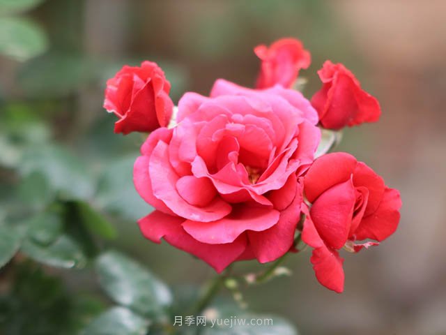 各地區常見(jiàn)景觀(guān)植物種類(lèi)匯總，干貨收藏(圖1)