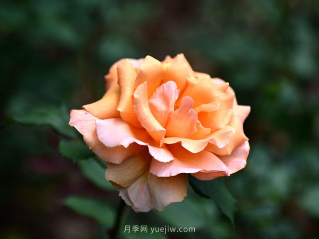 適合高速公路護坡的灌木花木都有哪些？(圖1)