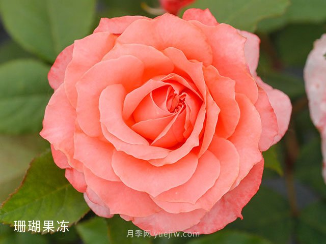 新手月季花友買(mǎi)什么品種？給大家分享5種經(jīng)典品種(圖4)