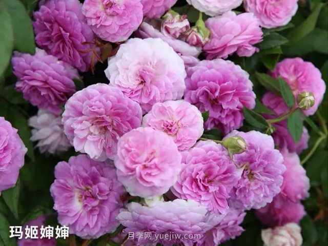 陽(yáng)臺養月季就算這3個(gè)品種，開(kāi)花勤快少生病(圖2)