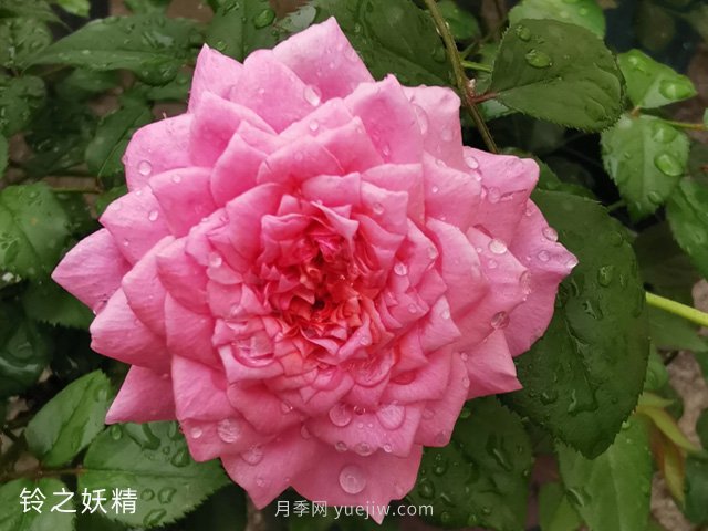 陽(yáng)臺養月季就算這3個(gè)品種，開(kāi)花勤快少生病(圖3)