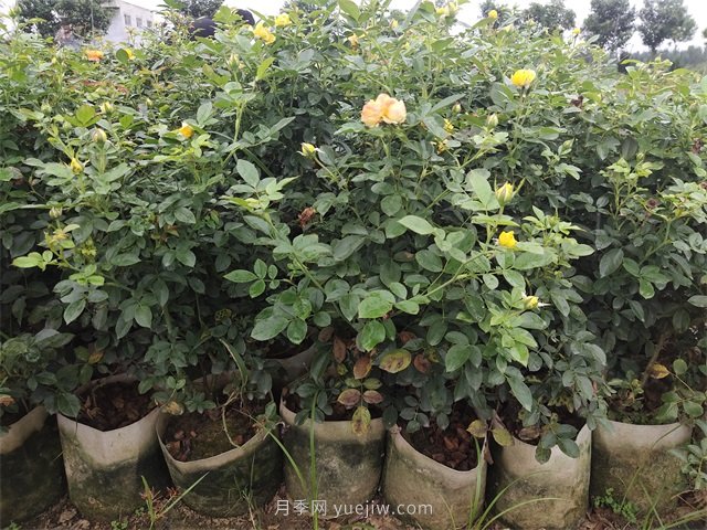 大缽盆栽月季，多年生大花美植袋盆栽月季(圖3)