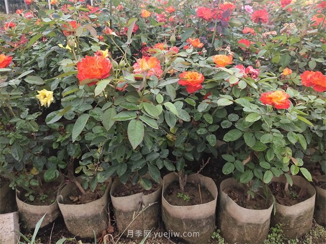 月季在園林綠化景觀(guān)栽植中，每平米栽多少棵嗎？(圖3)