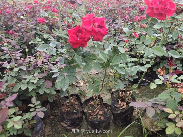 月季在園林綠化景觀(guān)栽植中，每平米栽多少棵嗎？(圖1)