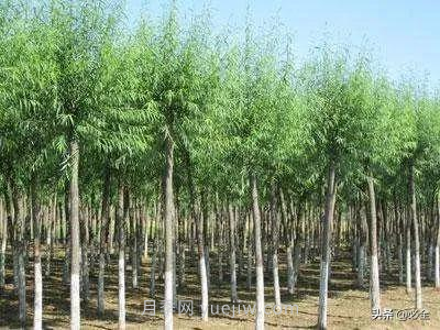 適合在農村種植的苗木樹(shù)種有哪些？(圖4)