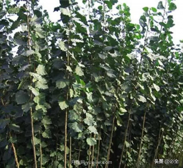 適合在農村種植的苗木樹(shù)種有哪些？(圖2)