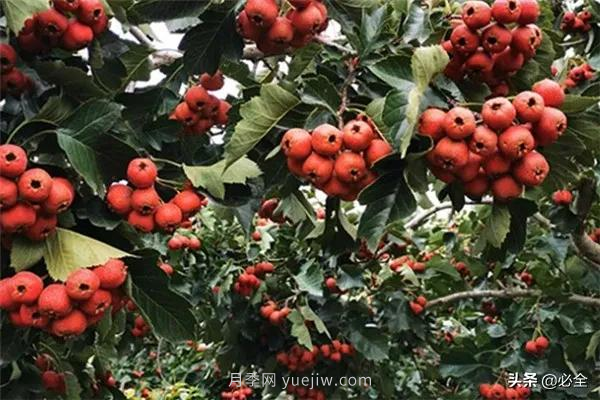 適合在農村種植的苗木樹(shù)種有哪些？(圖3)