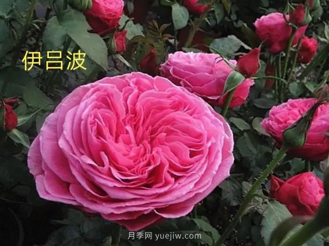 花型漂亮，8個(gè)友禪系列月季推薦(圖2)