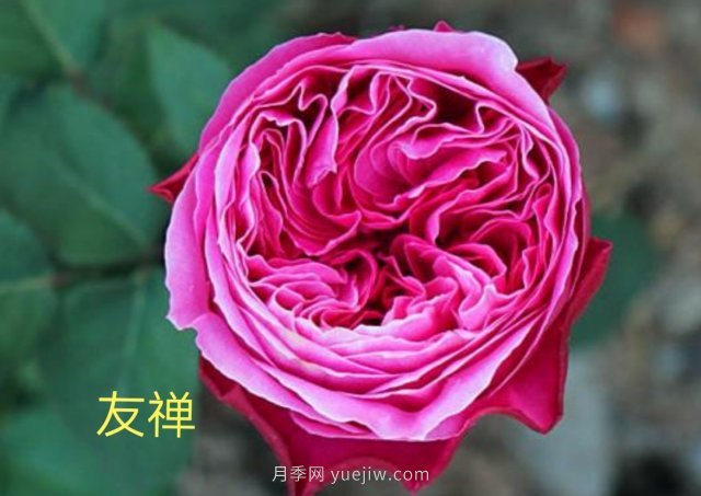 花型漂亮，8個(gè)友禪系列月季推薦(圖1)