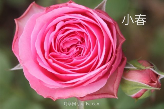 花型漂亮，8個(gè)友禪系列月季推薦(圖4)