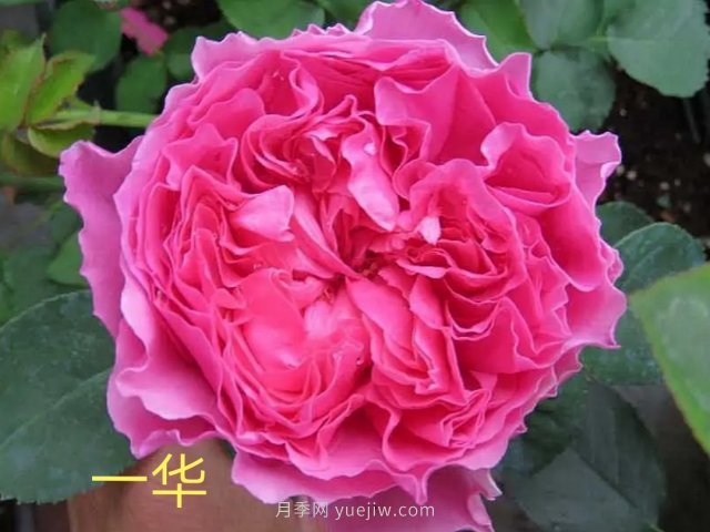 花型漂亮，8個(gè)友禪系列月季推薦(圖7)