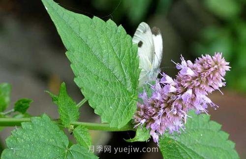 藿香的病蟲(chóng)防治(圖1)