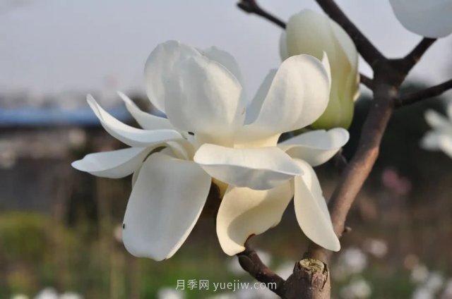 家庭玉蘭花養殖技術(shù)(圖1)