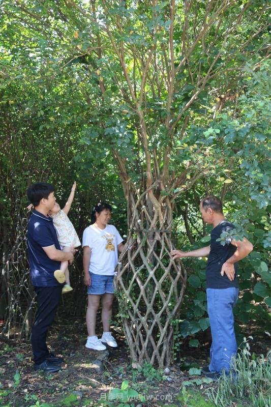南陽(yáng)西峽：紫薇花瓶樹(shù) 增收新亮點(diǎn)(圖1)