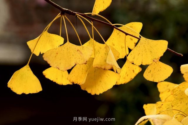 銀杏樹(shù)種植生長(cháng)該注意哪些問(wèn)題(圖1)