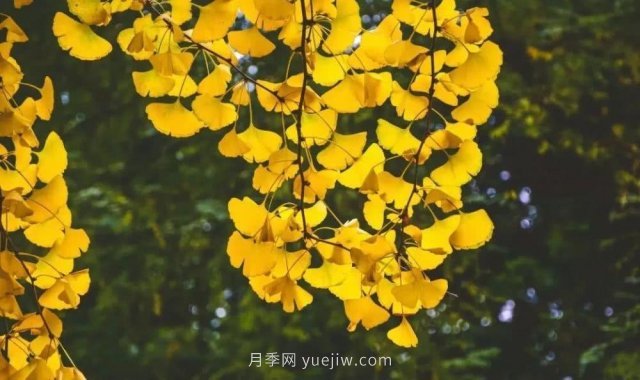銀杏樹(shù)種植生長(cháng)該注意哪些問(wèn)題(圖2)