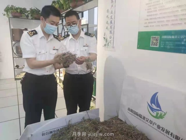 月季艾草總關(guān)情，南陽(yáng)海關(guān)助力富民產(chǎn)業(yè)做優(yōu)做強(圖3)
