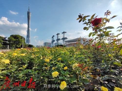 廣州花城廣場(chǎng)月季花海爭奇斗艷(圖8)