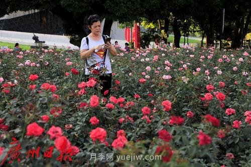 廣州花城廣場(chǎng)月季花海爭奇斗艷(圖5)