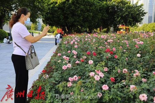 廣州花城廣場(chǎng)月季花海爭奇斗艷(圖7)