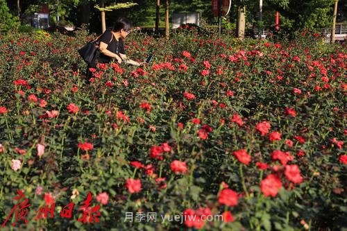 廣州花城廣場(chǎng)月季花海爭奇斗艷(圖4)