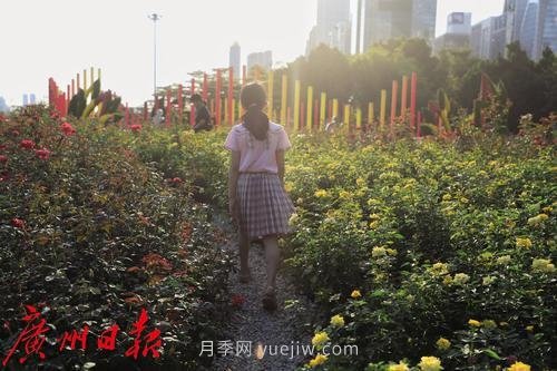 廣州花城廣場(chǎng)月季花海爭奇斗艷(圖3)